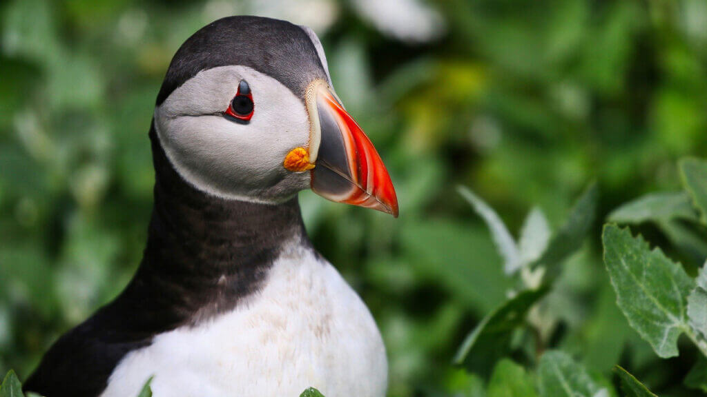 seydisfjordur iceland puffins