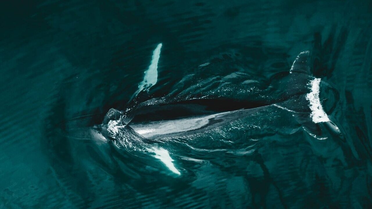 isafjordur whale watching